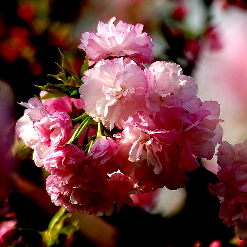 春之花 摄影 冰之炫