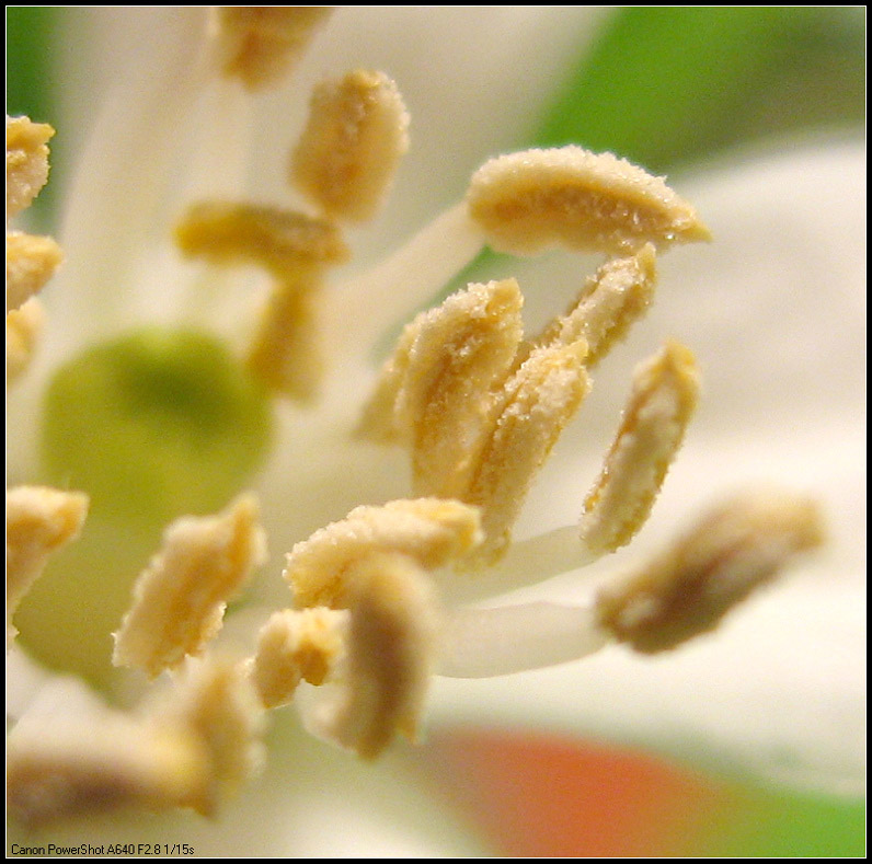 柠檬花蕊 摄影 江湖片子