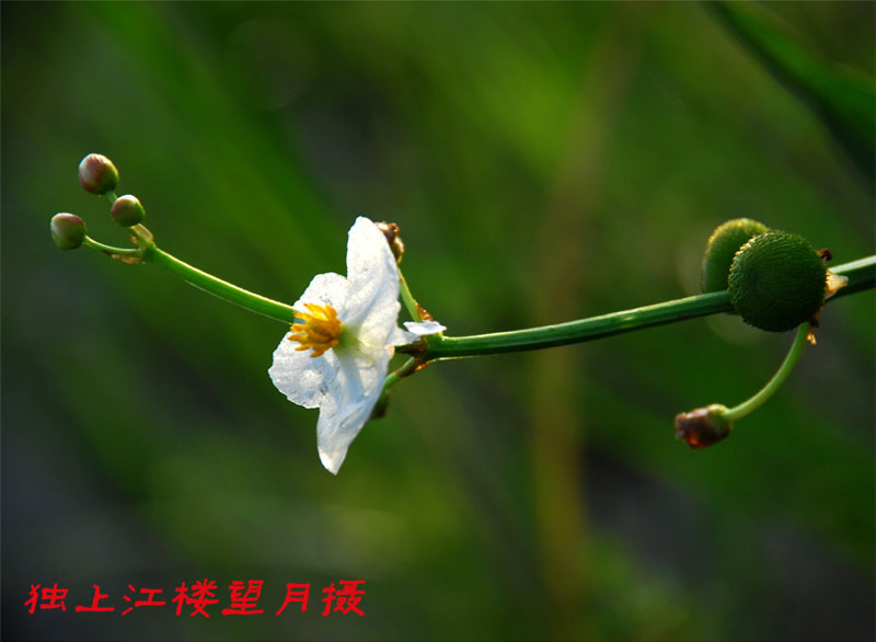 花与果 摄影 独上江楼望月