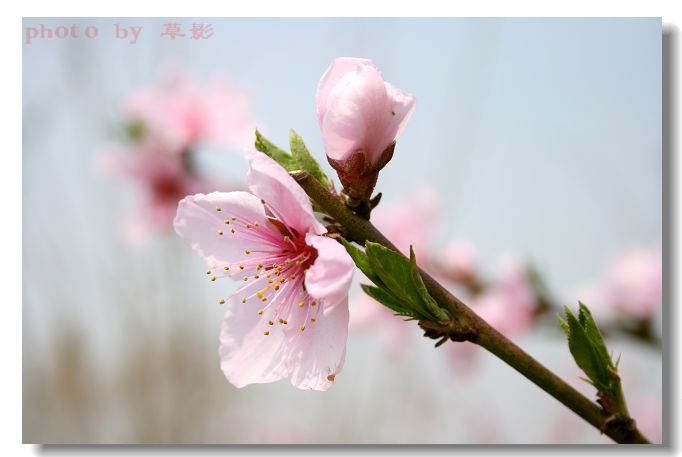 一枝桃花俏 摄影 风吹草影