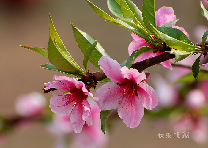 桃花 摄影 快乐飞翔