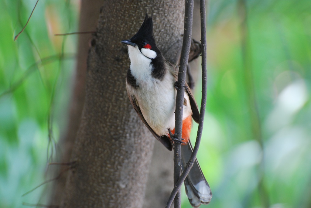 鳥 摄影 on112002