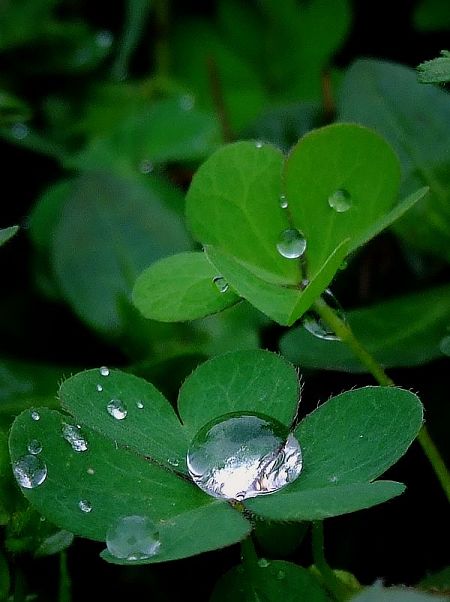 雨后的水珠 摄影 xns