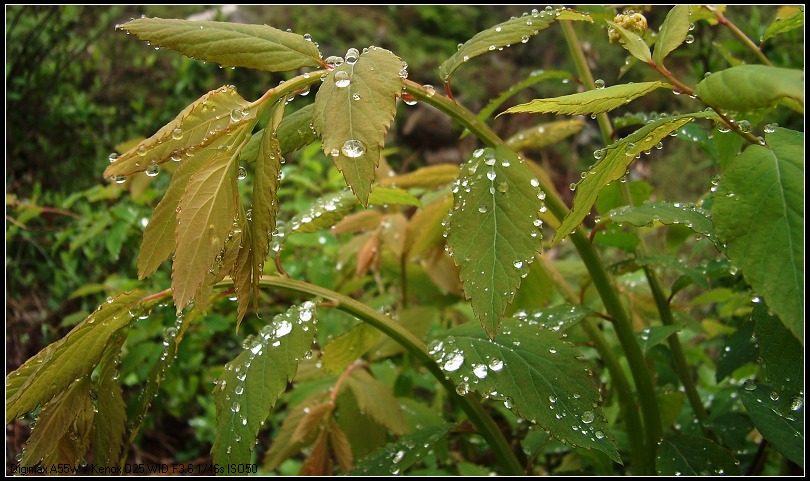 雨中秦岭山中小草 摄影 山川行者