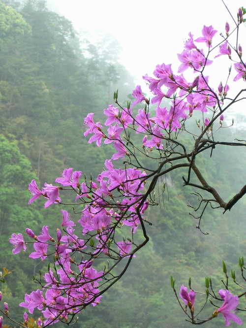 山里野杜鹃 摄影 醉在壶里