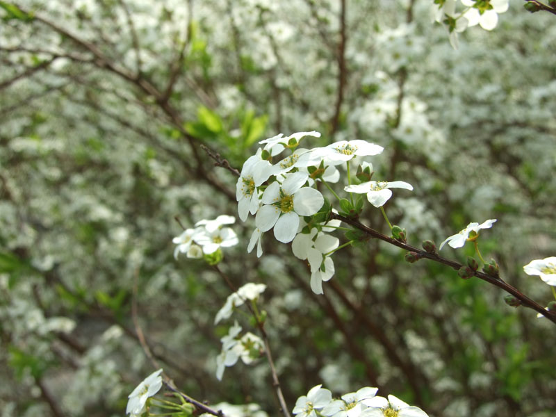 春花 摄影 我是蒙蒙