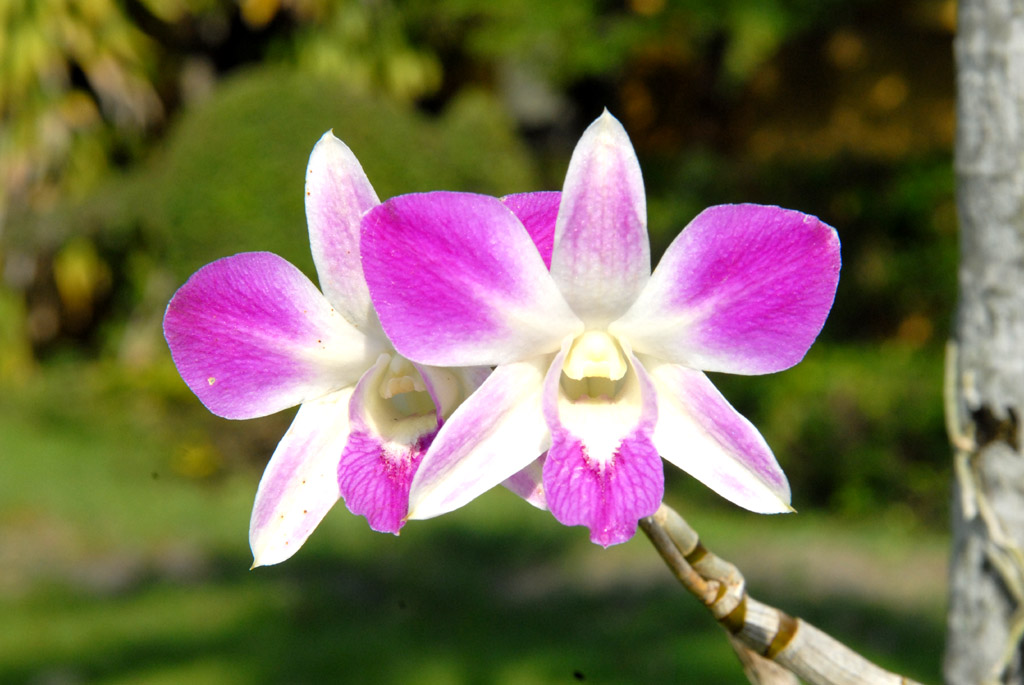 花 摄影 祥云飞摄