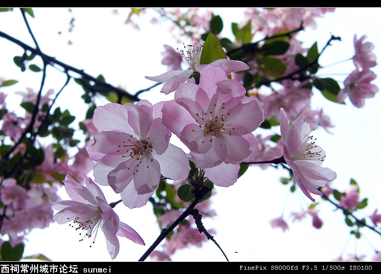 花卉 摄影 凝芸冰澜