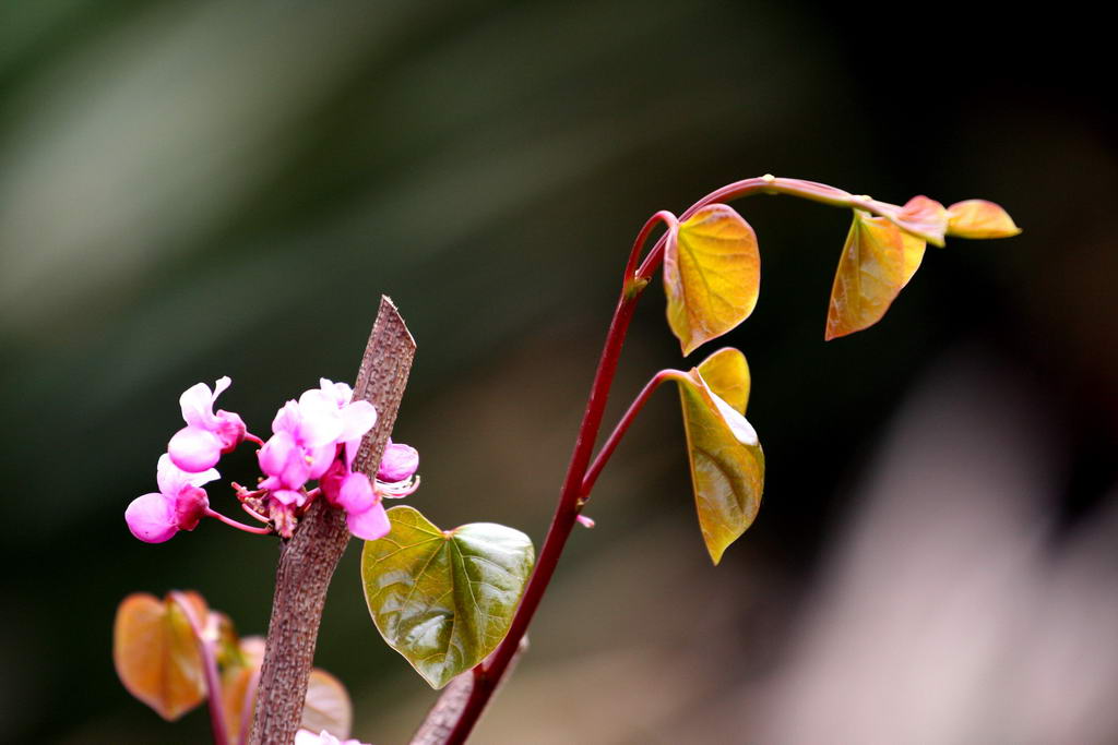 春芽 摄影 qiluahua