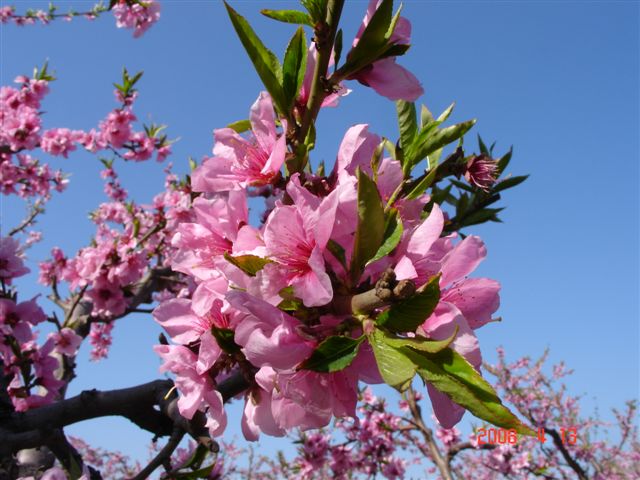 顺平万亩桃花正在开放 摄影 Laotaitai