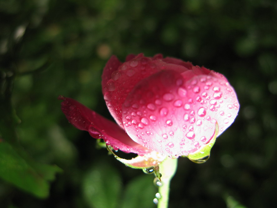 春天的雨珠 摄影 夜雨花仙