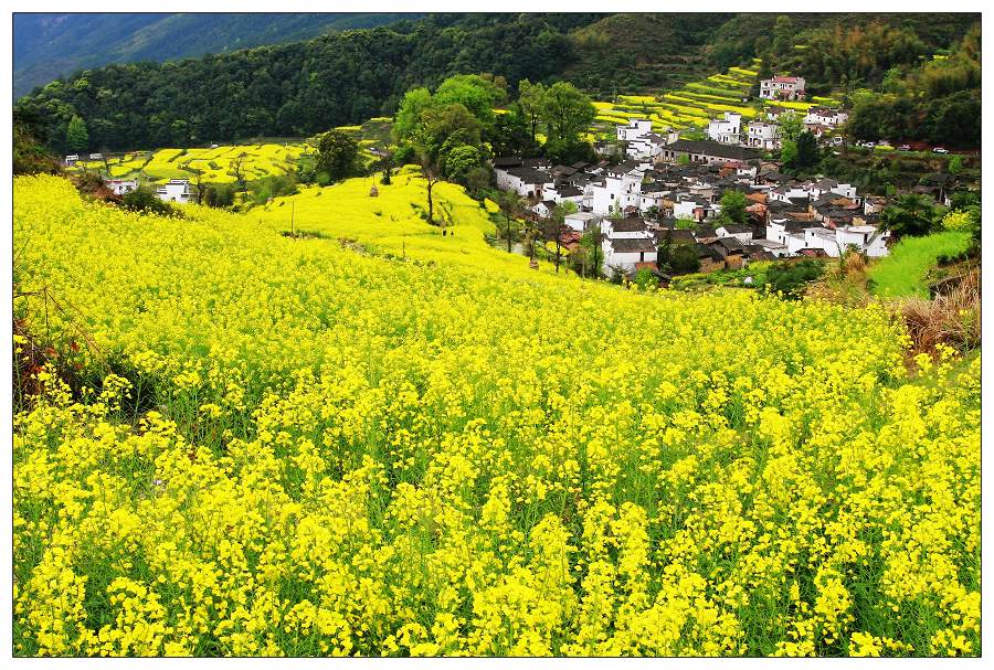 《在那鲜花盛开的村庄》·一 摄影 东山少爷