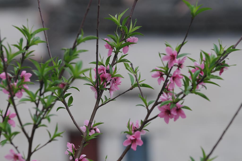 门前桃花三两支 摄影 神往之