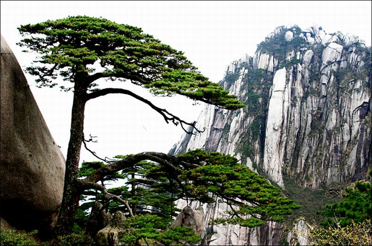 黄山－－迎客松 摄影 风卷云舒