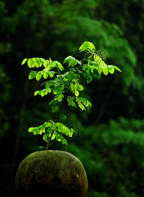 雨后 摄影 古雒城