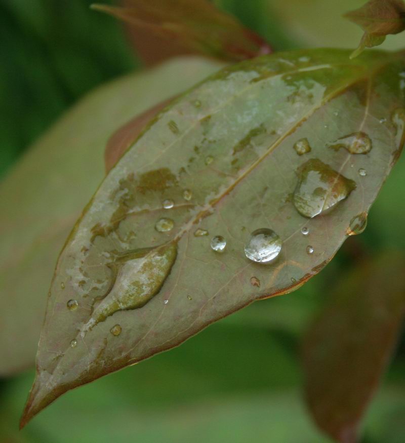 春雨 摄影 赞几