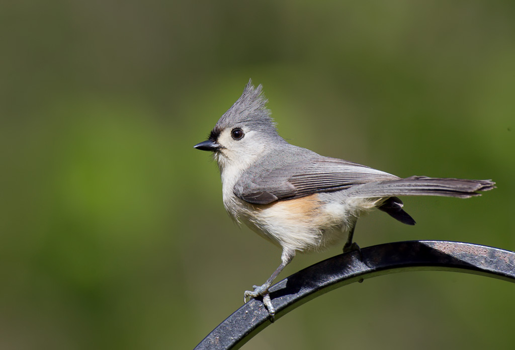 TUFTED TITMOUSE 摄影 Nice