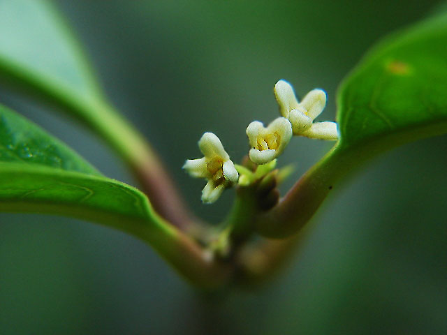 桂花 摄影 双飞雁