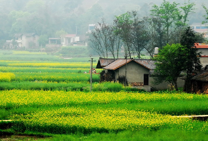 也拍油菜花 摄影 oldfan