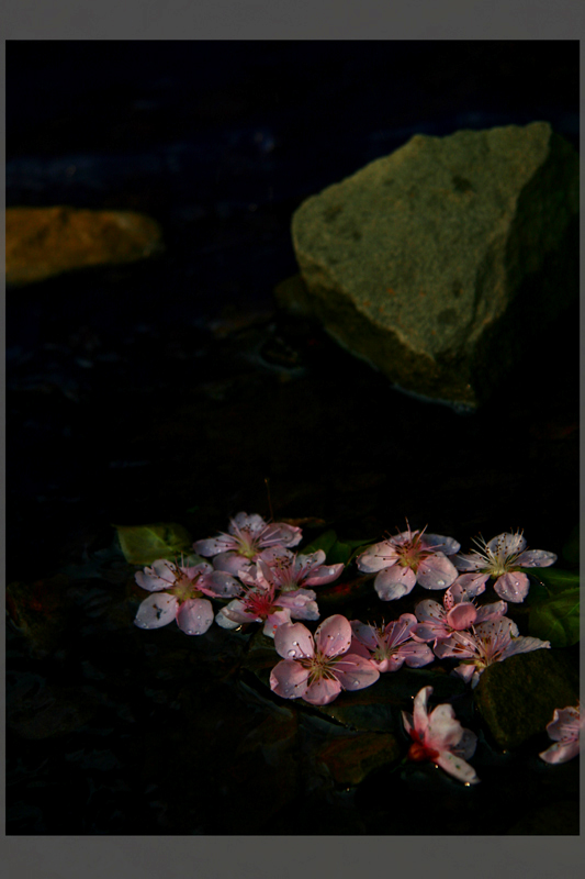 桃花,流水 摄影 玩玩家