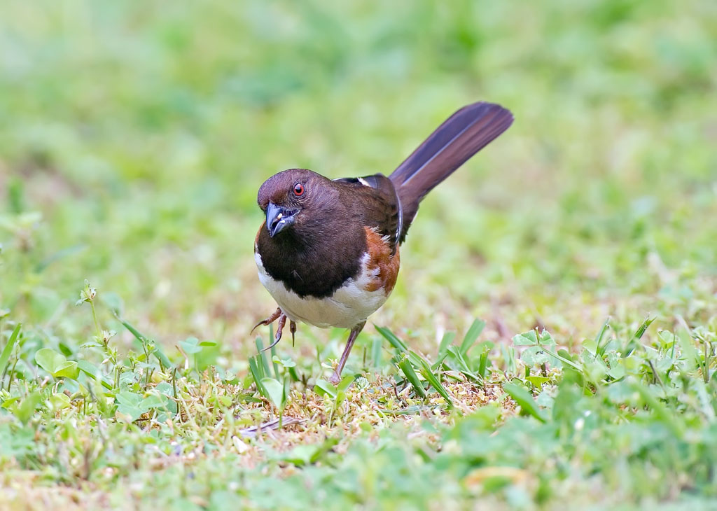 EASTERN TOWHEE 摄影 Nice