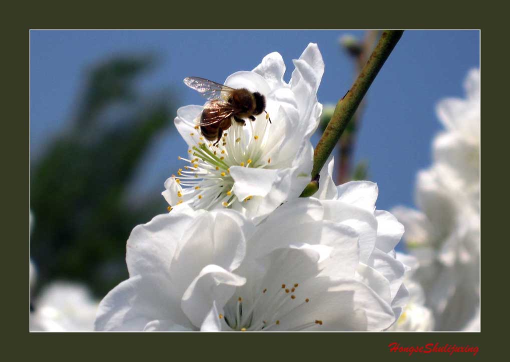 花开蜂采蜜 摄影 红色竖立矩形