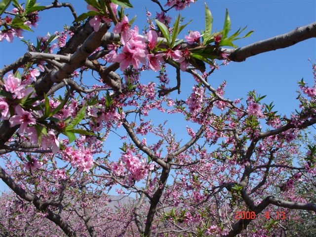 顺平万亩桃花正在开放 摄影 Laotaitai