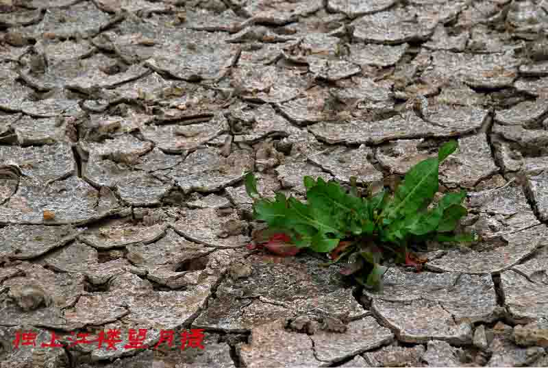 生存 摄影 独上江楼望月