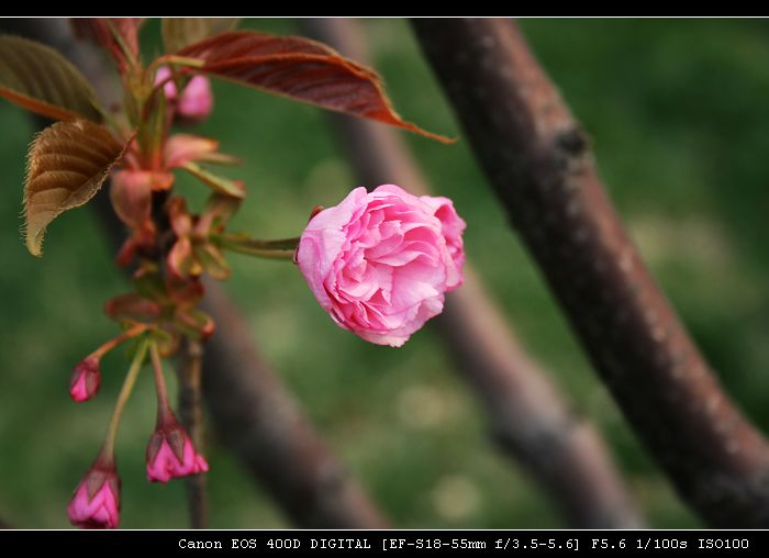 樱花 摄影 海上柳