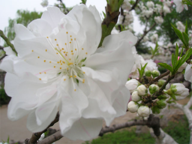 白色碧桃花 摄影 明湖秋月