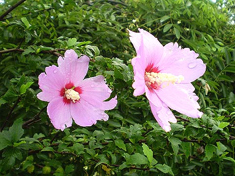 雨后木槿花更艳 摄影 黄大鹏