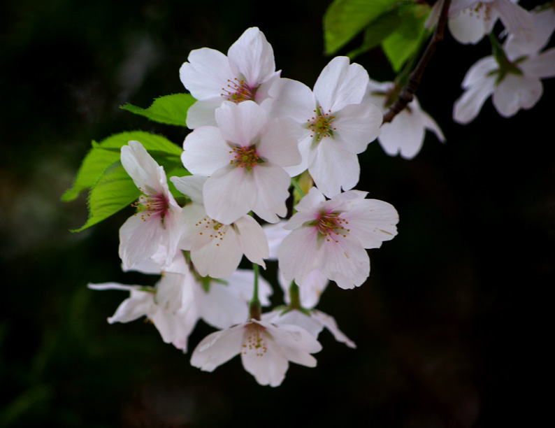 flower 摄影 cowboy