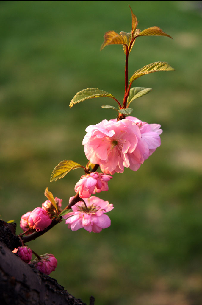 桃花 摄影 hejin