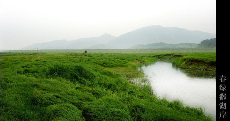 春绿鄱湖岸 摄影 fisherpaul