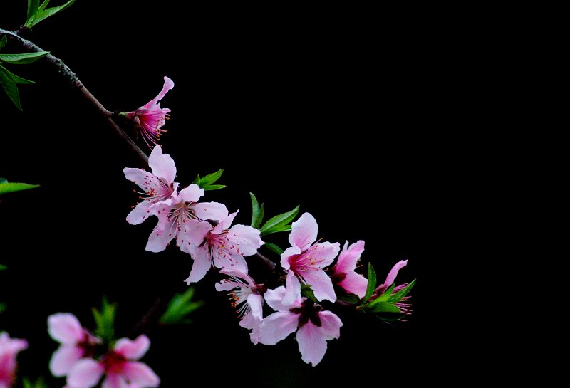 桃花依旧 摄影 湖边醉月