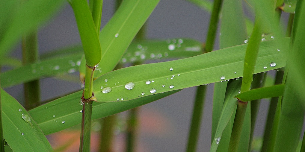 露 摄影 小桥流水63