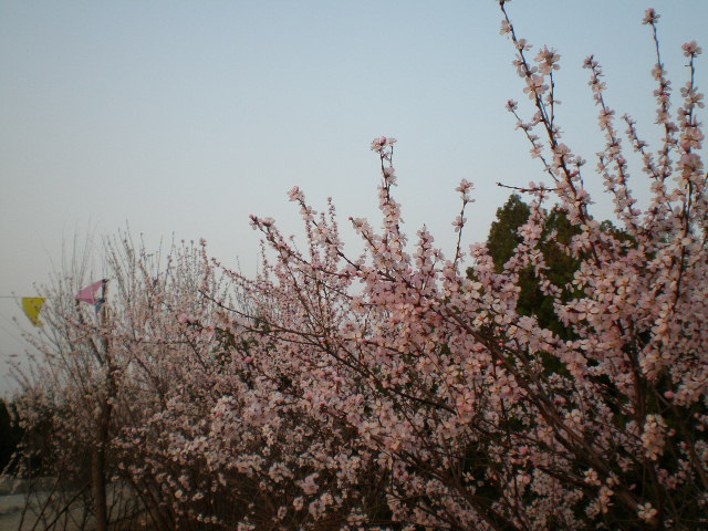 花枝悄 摄影 向东流