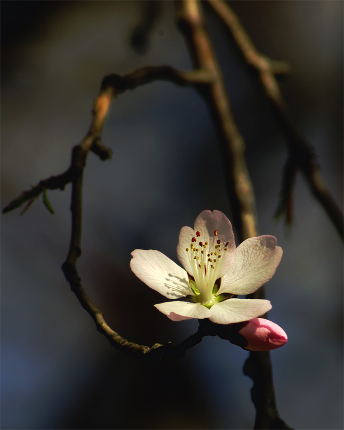 桃花 摄影 幽谷无光