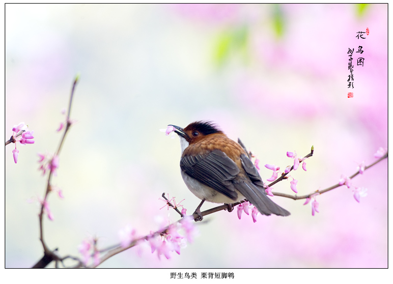 花鸟图 摄影 pigeon