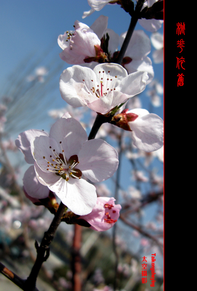 《桃花依旧》 摄影 太空