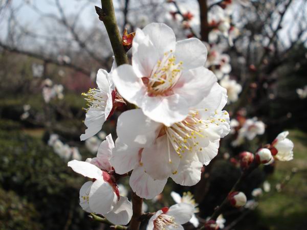 梅花 摄影 柔木