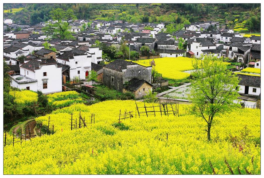 《在那鲜花盛开的村庄》·二 摄影 东山少爷