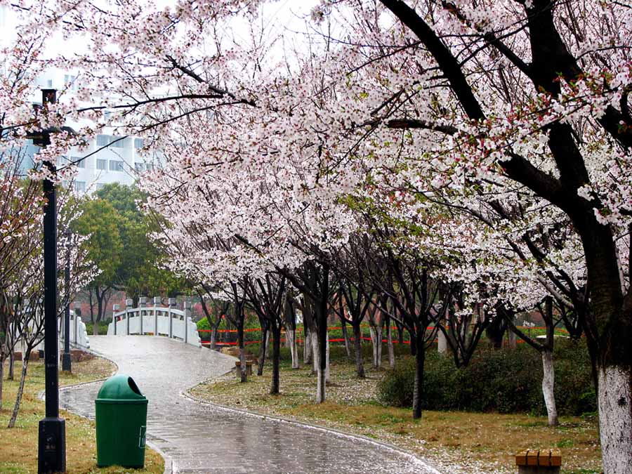 雨中樱花别样美 摄影 静静的月亮