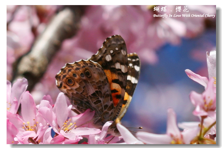 蝴蝶.樱花-05 摄影 水de海洋之心