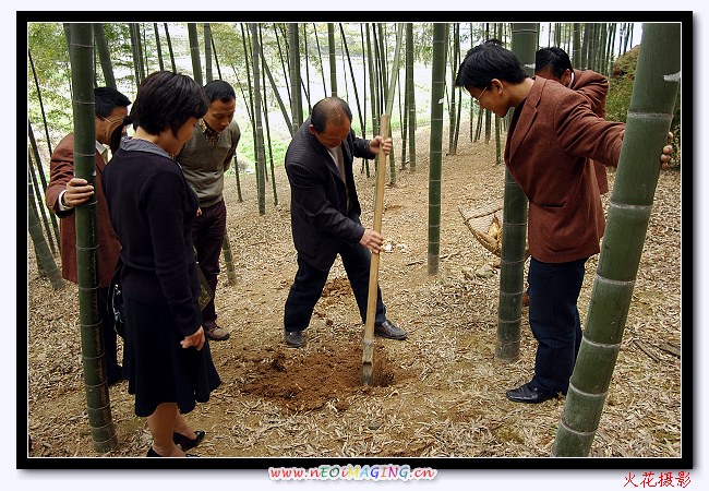 来自“宁波市历史文化名村”金冠村的报道：竹笋是这样掏的 摄影 hsg