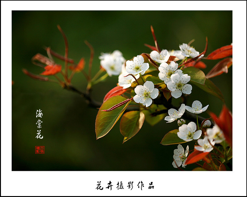 海棠花 摄影 九点差一刻