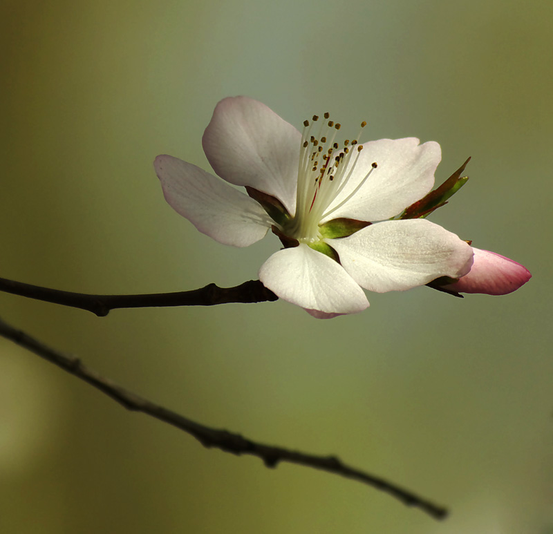 桃花 摄影 幽谷无光