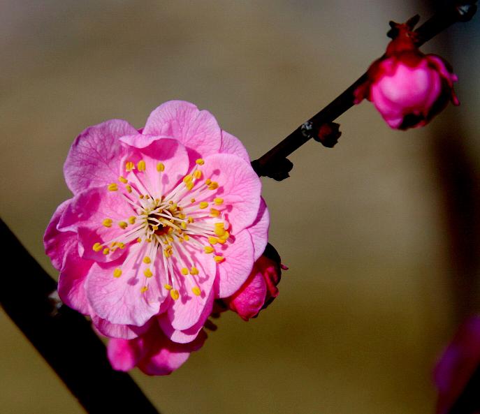 梅花迎春 摄影 梅花