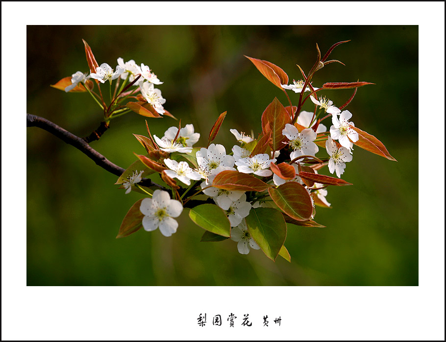 梨园赏花 摄影 九点差一刻