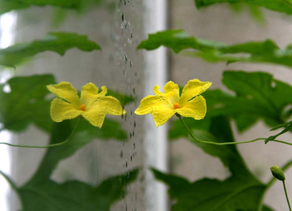 苦瓜花 摄影 守株待兔